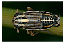 FLOW planthopper fulgoroidea fulgoromorpha insect